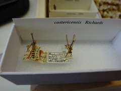 Mischocyttarus costaricensis