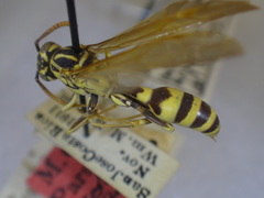 Mischocyttarus costaricensis