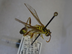 Mischocyttarus costaricensis