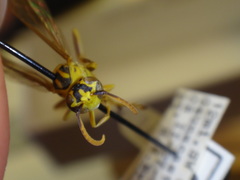 Mischocyttarus costaricensis