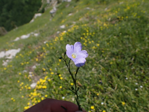 Image of Linum alpinum by (c) Franck Cabot, some rights reserved (CC BY)