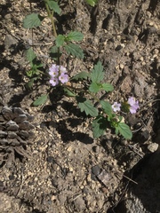 Phacelia suaveolens