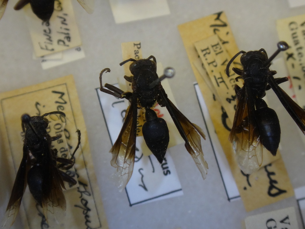 Mischocyttarus deceptus
