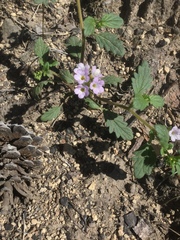 Phacelia suaveolens