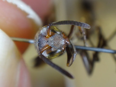 Mischocyttarus imitator
