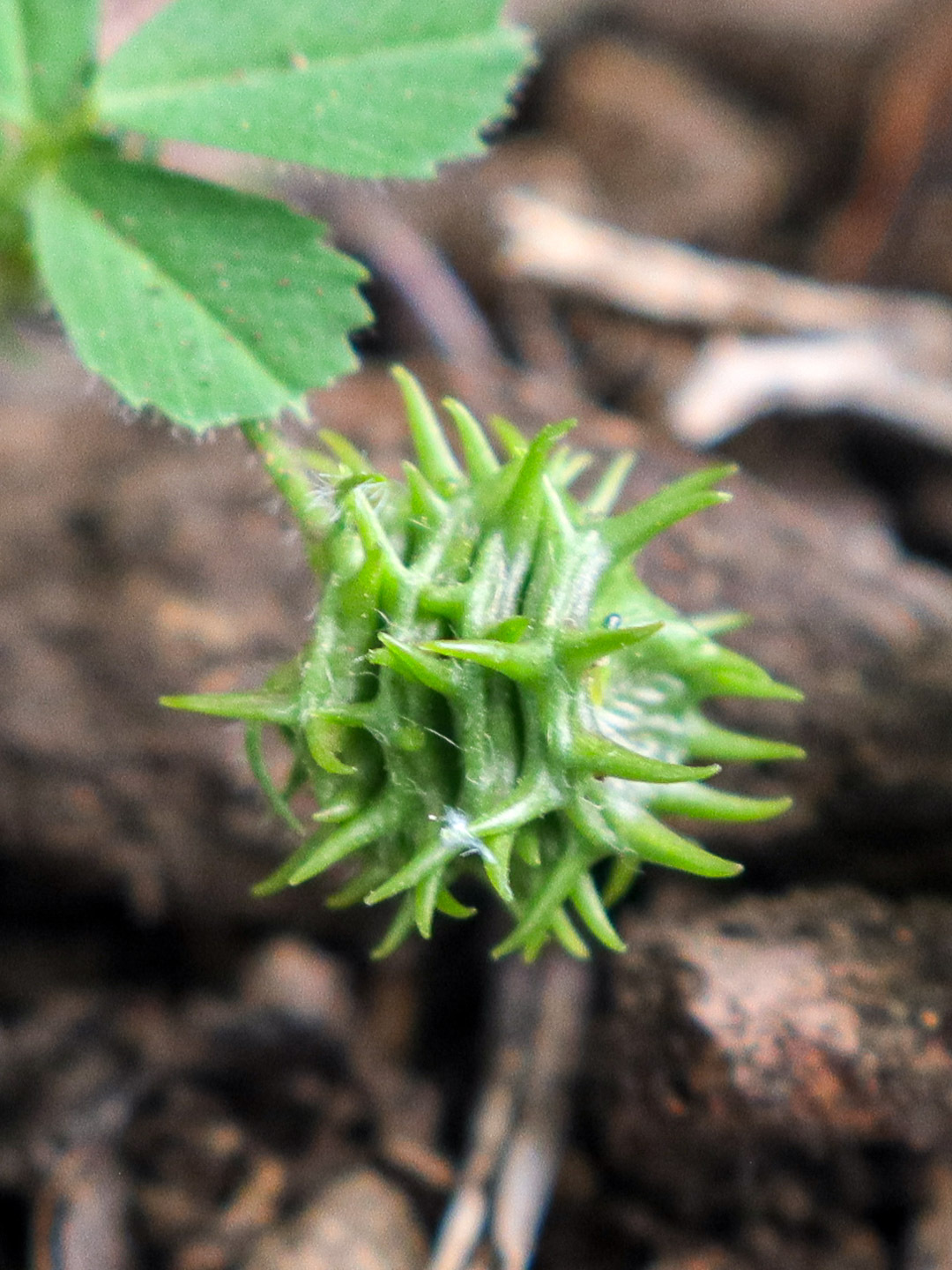 Medicago truncatula