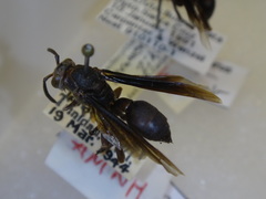 Mischocyttarus imitator