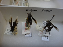 Mischocyttarus imitator