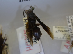 Mischocyttarus imitator