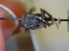 Mischocyttarus imitator