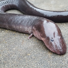 Amphiuma tridactylum