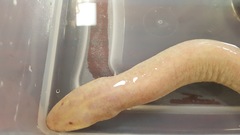 Amphiuma tridactylum