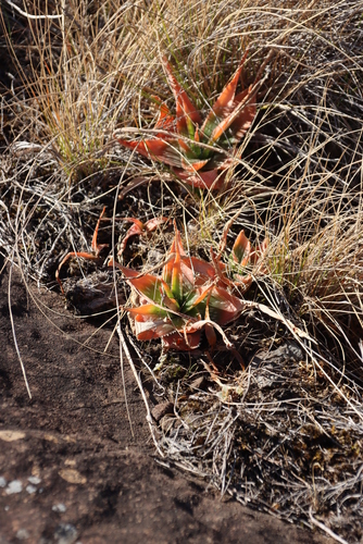 Image of Aloe neilcrouchii by (c) Tony Rebelo, some rights reserved (CC BY-SA)
