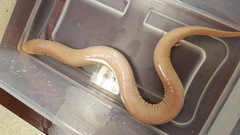Amphiuma tridactylum