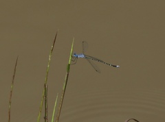 Lestes praemorsus decipiens