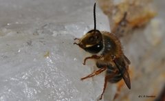 Trichocolletes venustus