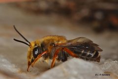 Trichocolletes venustus