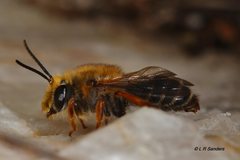 Trichocolletes venustus