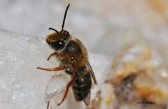 Trichocolletes venustus