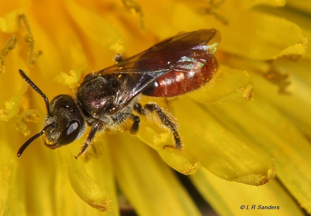 Lasioglossum erythrurum