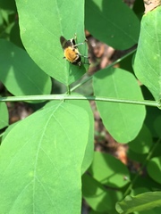 Pterallastes thoracicus