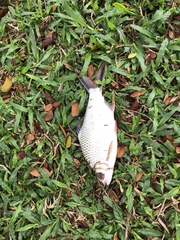 Barbonymus schwanefeldii