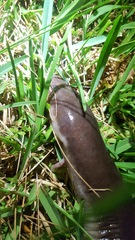 Amphiuma tridactylum