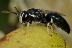 Hylaeus albonitens