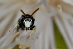 Hylaeus albonitens