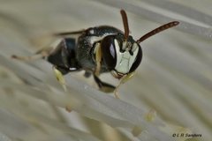 Hylaeus albonitens
