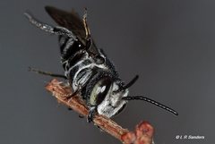 Coelioxys albolineatus