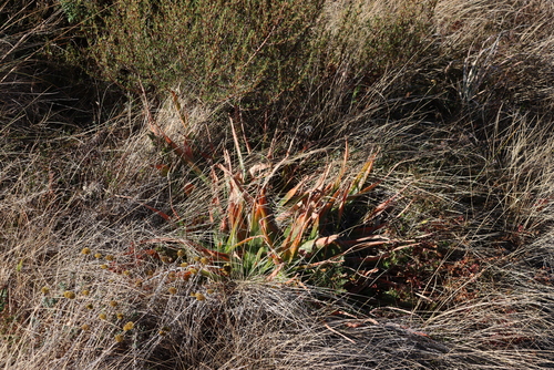 Image of Aloe neilcrouchii by (c) Tony Rebelo, some rights reserved (CC BY-SA)