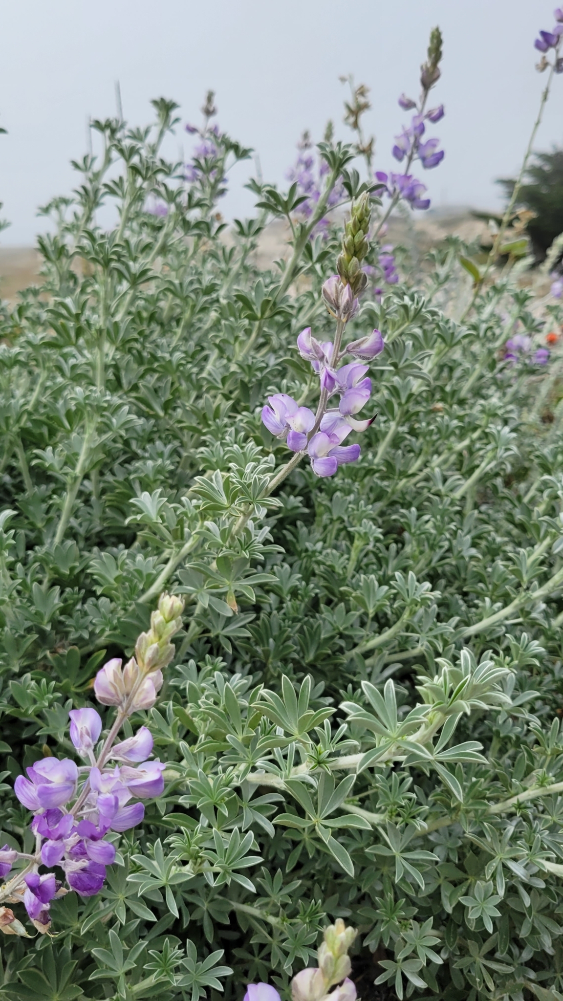 Lupinus chamissonis