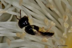 Euryglossina hypochroma