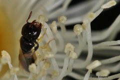 Euryglossina hypochroma