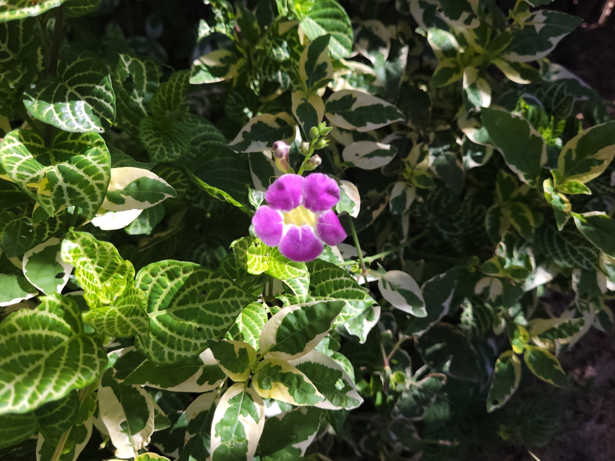 Asystasia gangetica