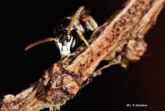 Rhodohylaeus