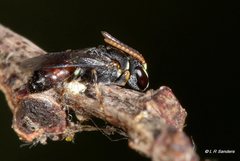 Rhodohylaeus