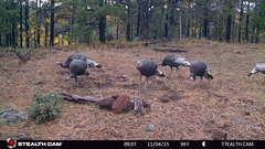 Meleagris gallopavo mexicana
