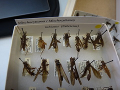 Mischocyttarus labiatus