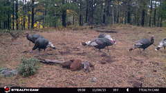 Meleagris gallopavo mexicana