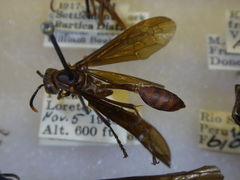 Mischocyttarus labiatus