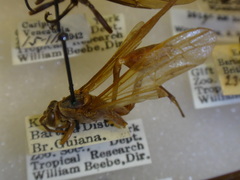 Mischocyttarus labiatus