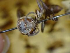 Mischocyttarus labiatus