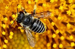 Pseudoanthidium repetitum