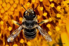 Pseudoanthidium repetitum