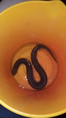 Amphiuma tridactylum