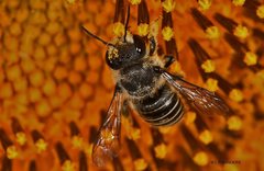 Pseudoanthidium repetitum