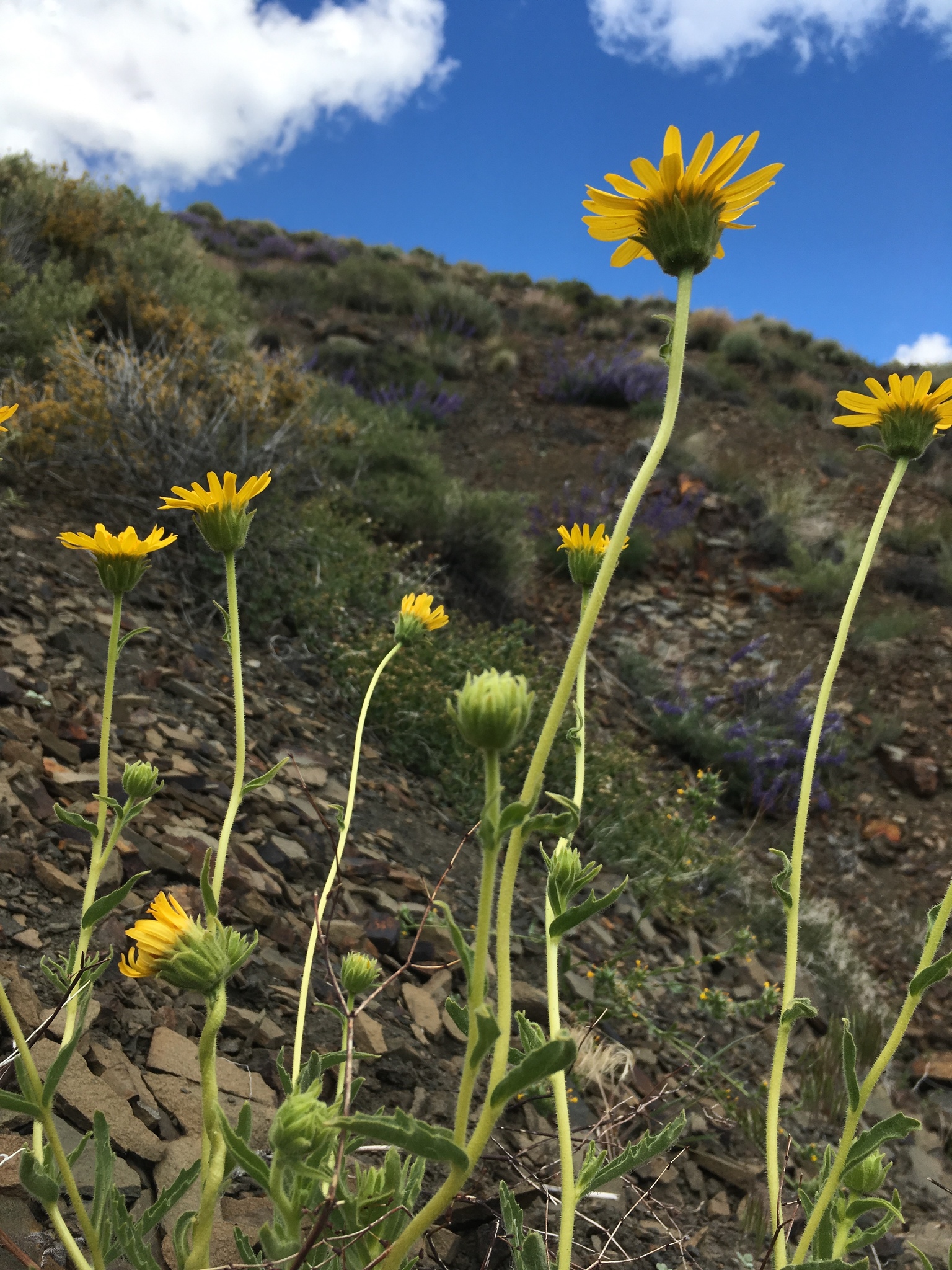 Hulsea vestita ssp. inyoensis