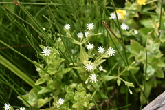 Stellaria littoralis